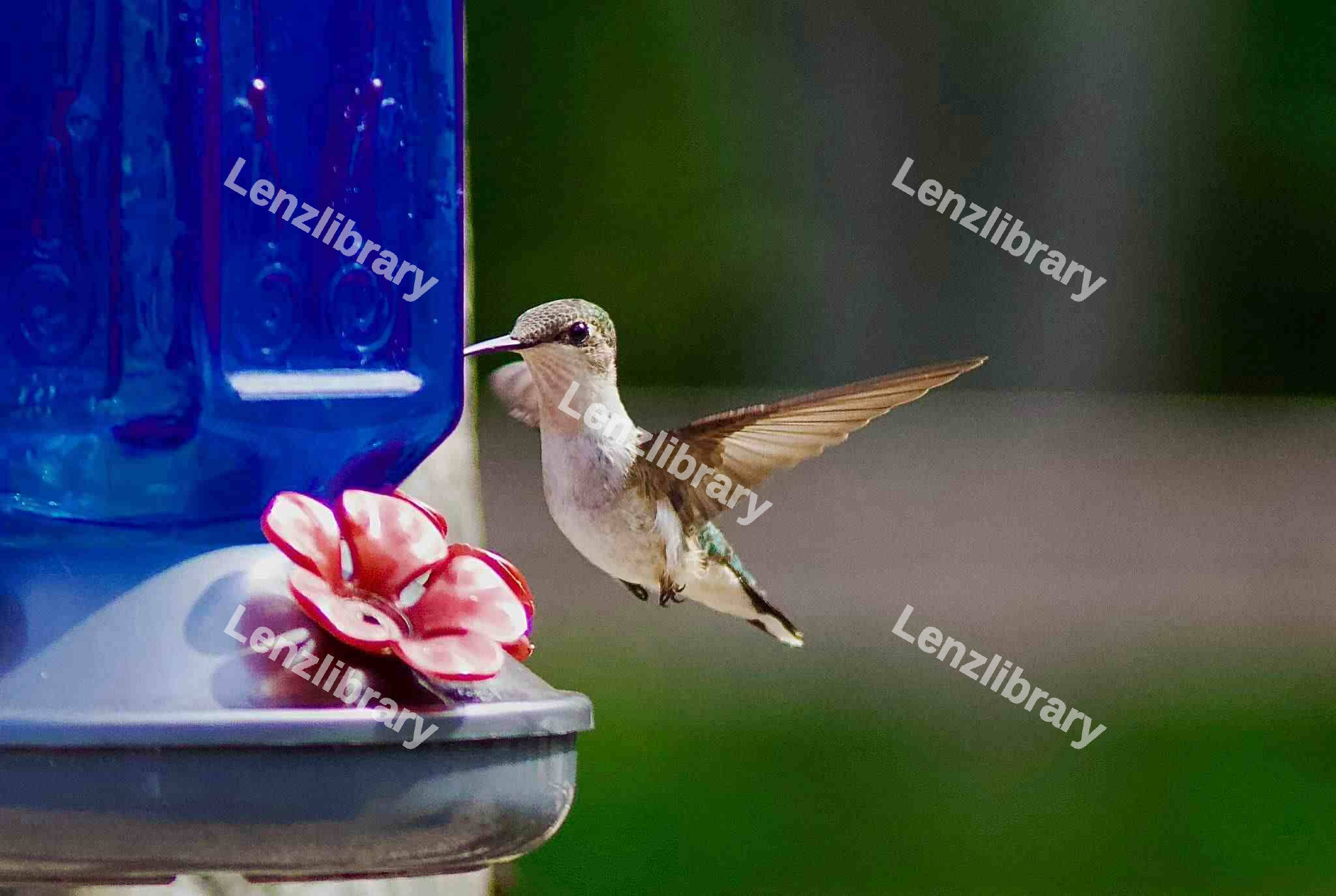Humminbird
